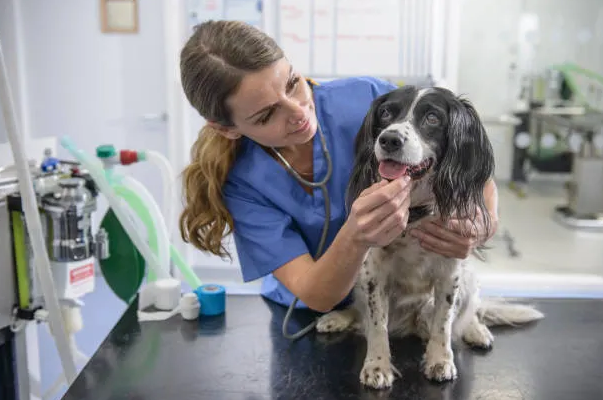 ANIMAL CARE 